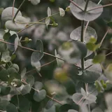 Eukalyptus