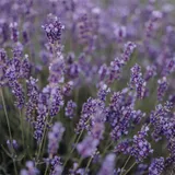 Lavendel