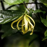 Ylang-Ylang